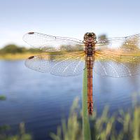 Common Darter wideangle5 